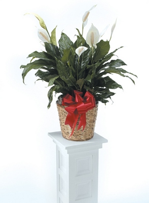 Peace Lily from Ginger's Flowers &Gifts, local Martinsburg florist