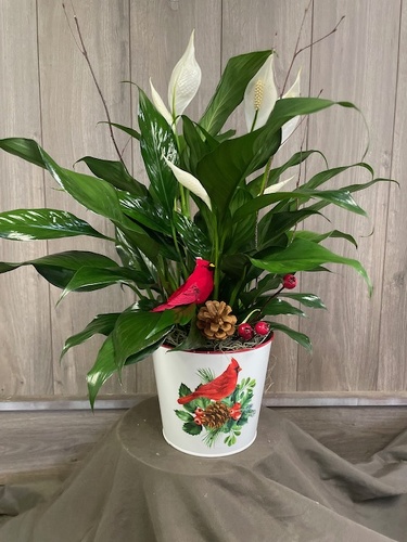 Cardinal Peace Lily  from Ginger's Flowers &Gifts, local Martinsburg florist
