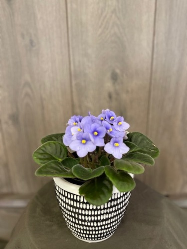 African Violet from Ginger's Flowers &Gifts, local Martinsburg florist