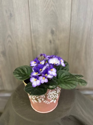 African Violet from Ginger's Flowers &Gifts, local Martinsburg florist