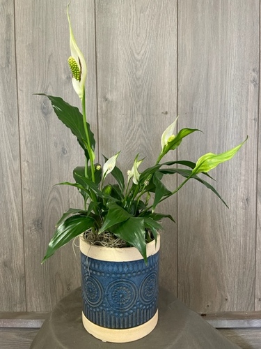 Peace Lily  from Ginger's Flowers &Gifts, local Martinsburg florist