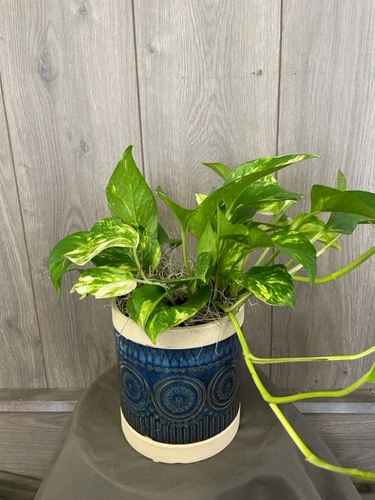 Pothos  from Ginger's Flowers &Gifts, local Martinsburg florist