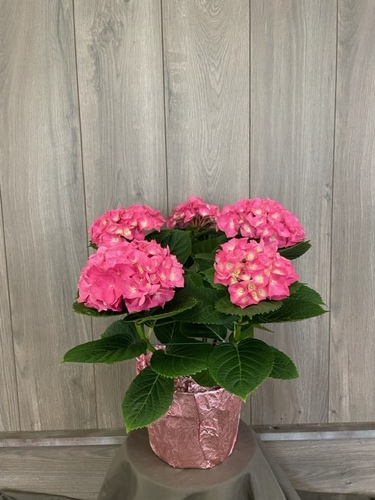 Hydrangea  from Ginger's Flowers &Gifts, local Martinsburg florist