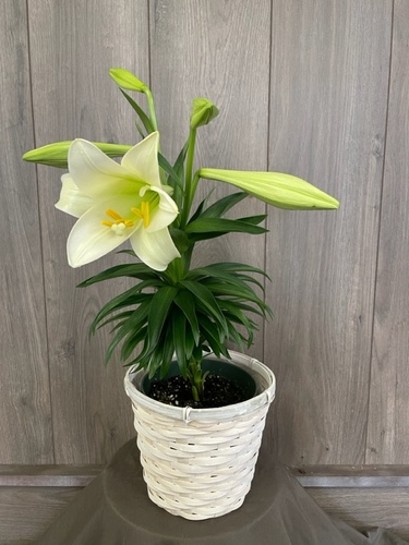 Easter Lily from Ginger's Flowers &Gifts, local Martinsburg florist