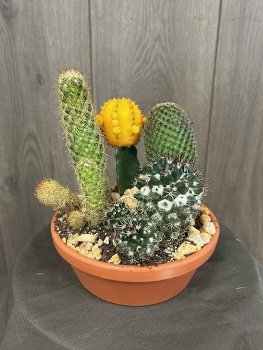 Cactus Planter  from Ginger's Flowers &Gifts, local Martinsburg florist