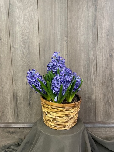 Hyacinth from Ginger's Flowers &Gifts, local Martinsburg florist