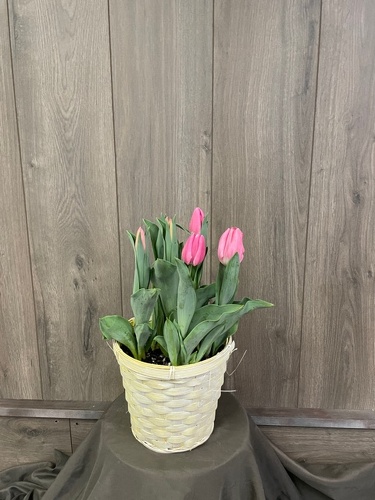 Tulips from Ginger's Flowers &Gifts, local Martinsburg florist