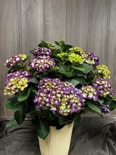 Hydrangea  from Ginger's Flowers &Gifts, local Martinsburg florist