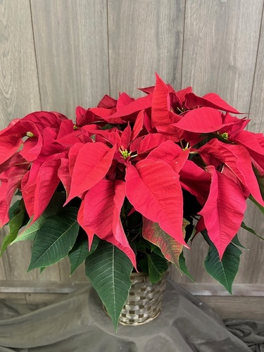 Classic Poinsettia from Ginger's Flowers &Gifts, local Martinsburg florist