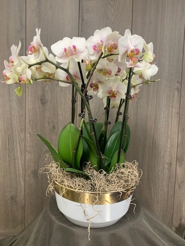 Orchid Planter from Ginger's Flowers &Gifts, local Martinsburg florist