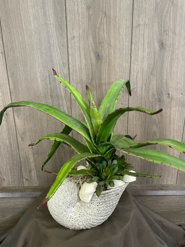 Aloe Plant (Silk)  from Ginger's Flowers &Gifts, local Martinsburg florist