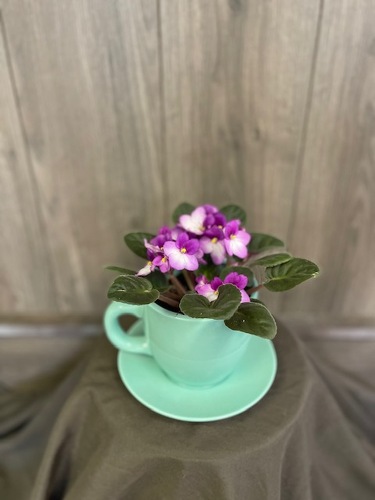 African Violet  from Ginger's Flowers &Gifts, local Martinsburg florist
