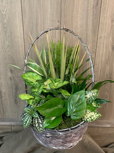 Dish Garden Basket from Ginger's Flowers &Gifts, local Martinsburg florist