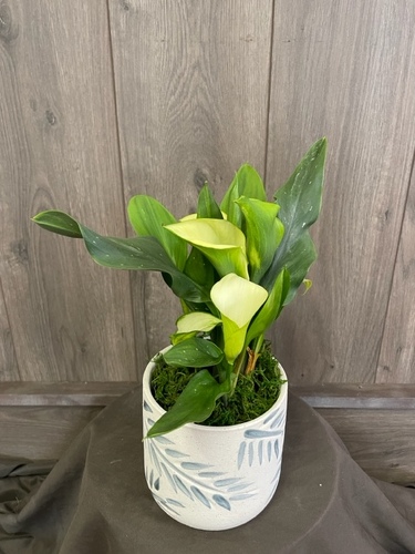 Calla Lily from Ginger's Flowers &Gifts, local Martinsburg florist