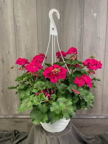 Hanging Basket from Ginger's Flowers &Gifts, local Martinsburg florist