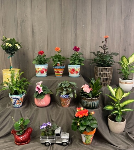 Plants/ Blooming from Ginger's Flowers &Gifts, local Martinsburg florist