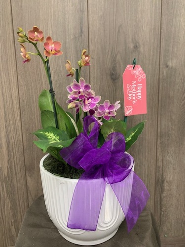 Orchid Planter from Ginger's Flowers &Gifts, local Martinsburg florist