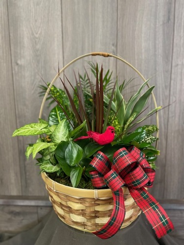 Cardinal Dish Garden from Ginger's Flowers &Gifts, local Martinsburg florist