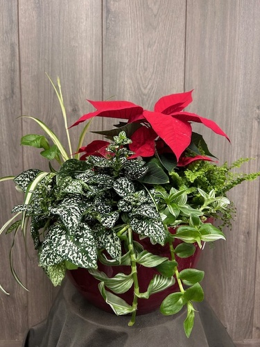 Poinsettia Dish Garden  from Ginger's Flowers &Gifts, local Martinsburg florist