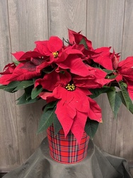 Poinsettia 