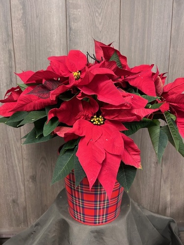 Poinsettia  from Ginger's Flowers &Gifts, local Martinsburg florist